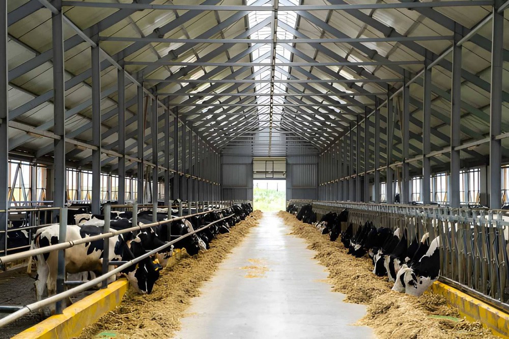 Two long rows of livestock eating hay inside large contemporary farmhouse Two long rows of livestock eating hay inside large contemporary farmhouse