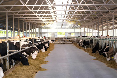 Cows to an open barn are eating silage corn from the stern table Cows to an open barn are eating silage corn from the stern table