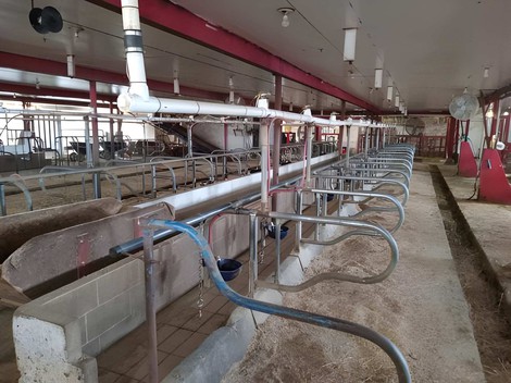 Dairy Dairy