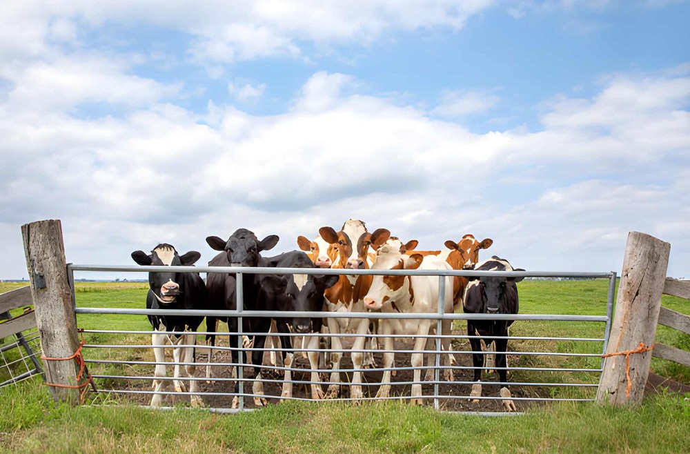 Cows together standing behind a closed gate in a green pasture Cows together standing behind a closed gate in a green pasture