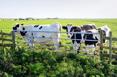 cattle gate2 cattle gate2