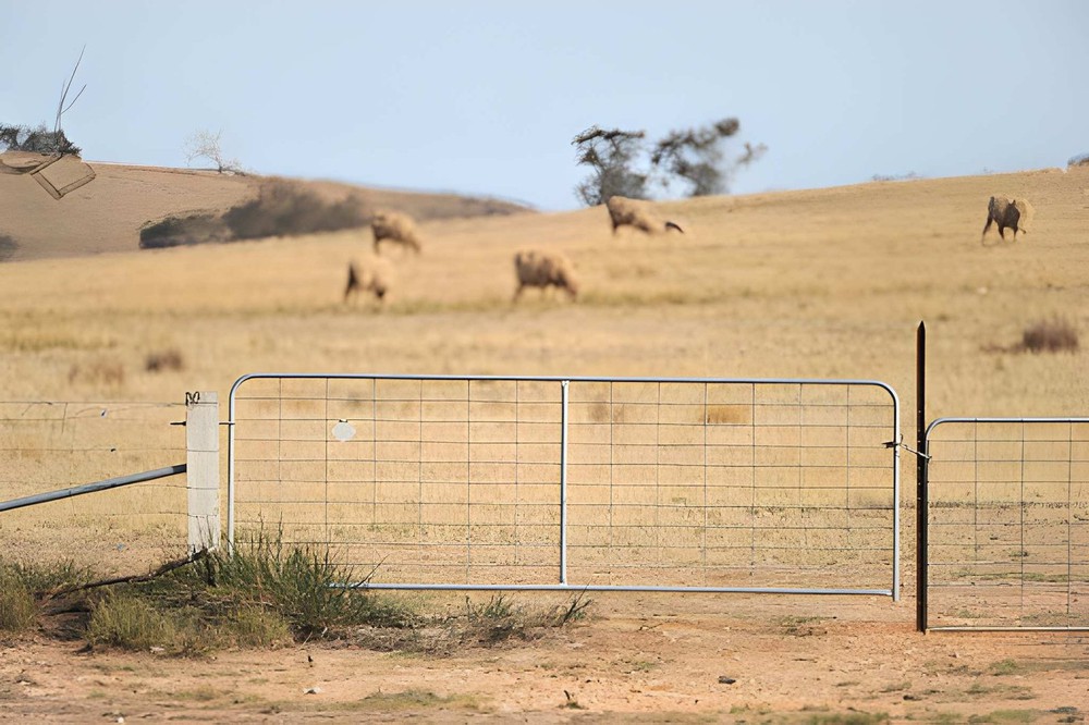 Farm gate with sheep in background Farm gate with sheep in background