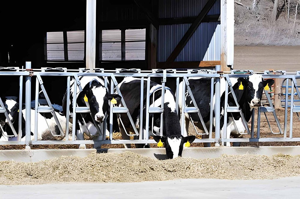 Cattle Feeding Cattle Feeding