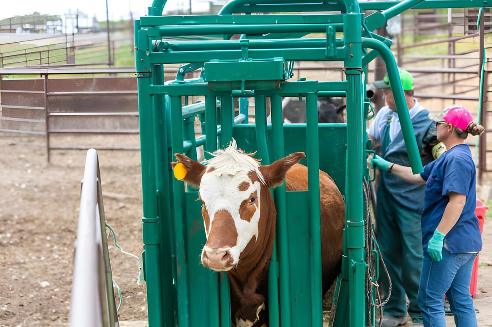 Veterinary Surgeon Treating Cattle in a Farm Yard Veterinary Surgeon Treating Cattle in a Farm Yard