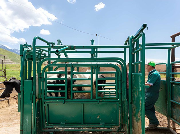 Veterinary Surgeon Treating Cattle in a Farm Yard Veterinary Surgeon Treating Cattle in a Farm Yard