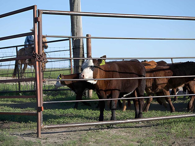 Horseback riding cowboy herding cattle Horseback riding cowboy herding cattle