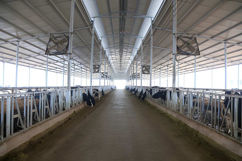 Cows eat grass in a farm Cows eat grass in a farm