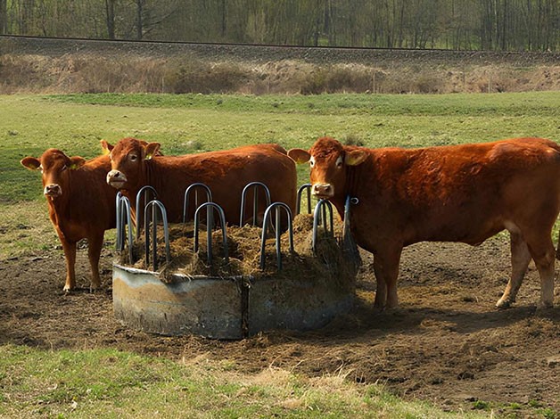 cattle hay feeder cattle hay feeder