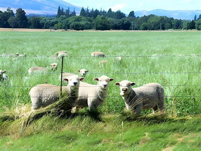 What type of fence is best for raising sheep?