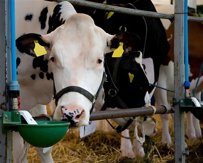 Features of cattle waterers