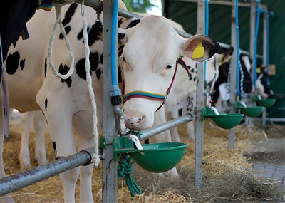 Introduction to cattle waterers