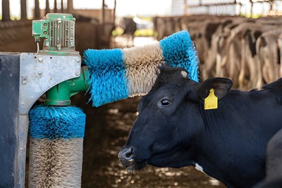 The habit of cattle using massage brushes