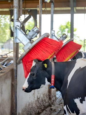 The function of a massage brush for cattle