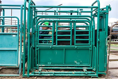 The important role of bovine restraints in vaccine injection