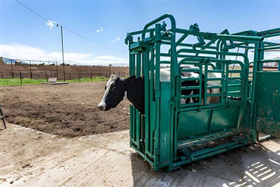 Common sizes of cattle restraint frames