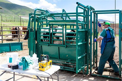 Typical configuration of a multi-functional bull restraint frame