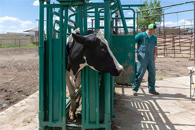 The main multi-functional operation of the cattle restraint frame