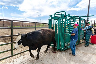 The core functions of a bull restraint frame: safety and efficiency