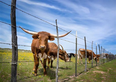 Choosing the right materials for cattle farm fencing: Building efficient and ...