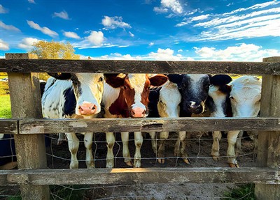 Start with the details and choose the best fence materials for your cattle