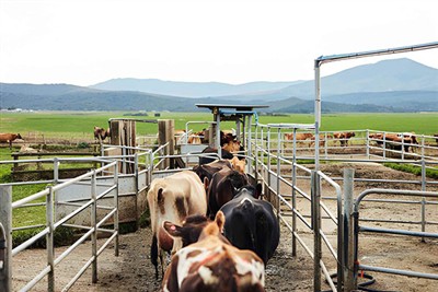 Introduction to cattle pen partitions