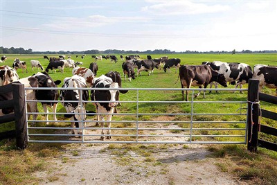 How Tall Is a Cattle Gate?