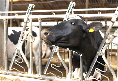 What are the benefits of installing cattle headlocks?