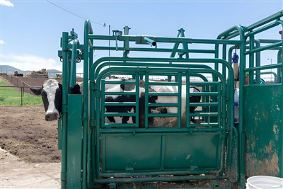 10 Key Benefits of Using a Cattle Chute on Your Ranch