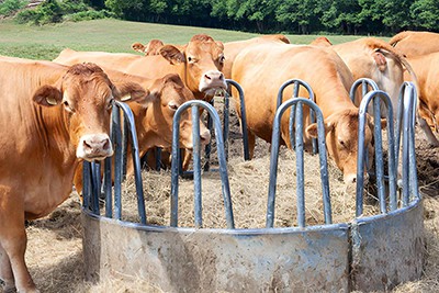 The 10 Best Livestock Feeders