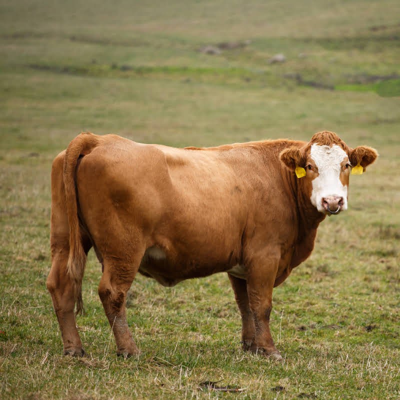Cattle
