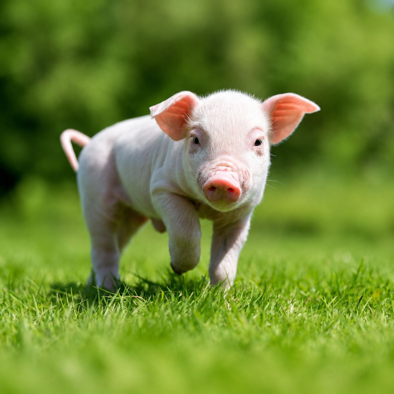 Pig