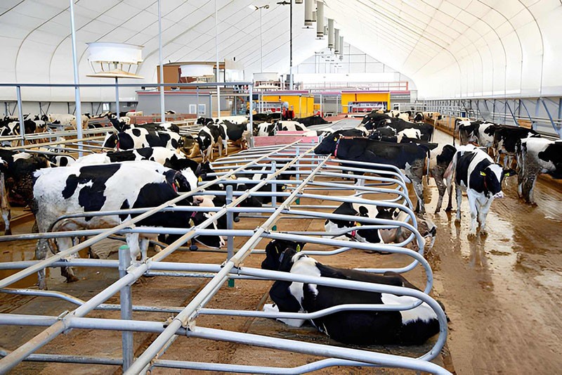 Cow Milk Industrial Automated Farm2 Cow Milk Industrial Automated Farm2