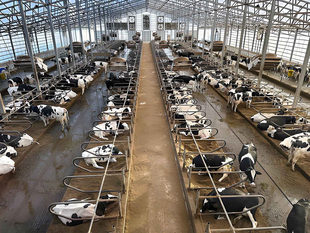 Indoor dairy farm with dairy cows Indoor dairy farm with dairy cows