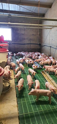 hog-slats-pig-barn-flooring hog-slats-pig-barn-flooring