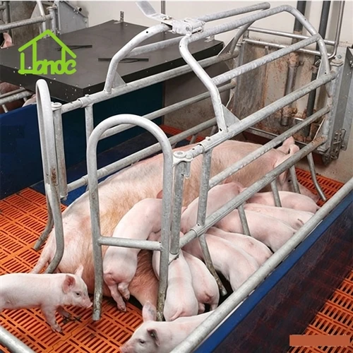 Pig Housing Equipment: What Equipment Is Used in A Pig Farm