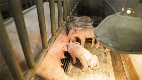 What Is The Difference Between Sow Farrowing Crate And Gestation Crate