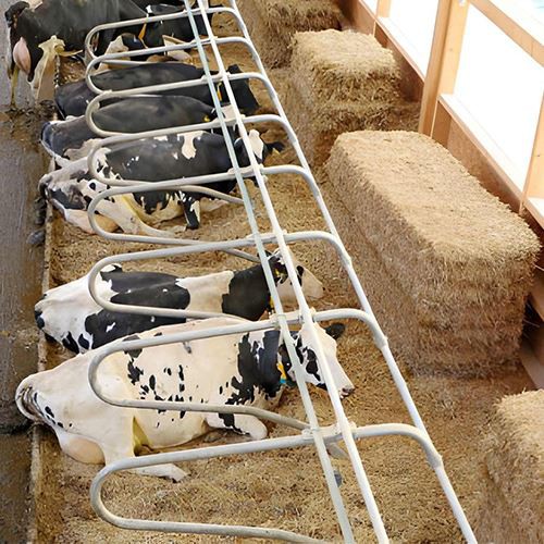 cattle free stall
