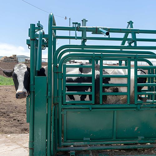 Manual Cattle Squeeze Chute