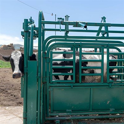 Manual Cattle Squeeze Chute