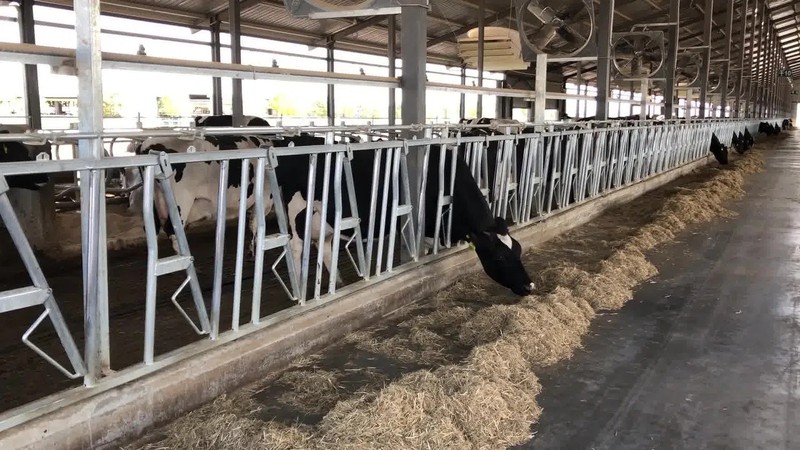 Cattle Self-Locking Headlock For 3 Cows Cattle Self-Locking Headlock For 3 Cows
