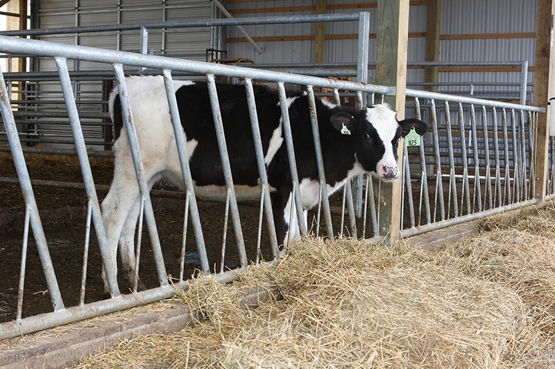 Diagonal Cattle Feed Barriers Diagonal Cattle Feed Barriers