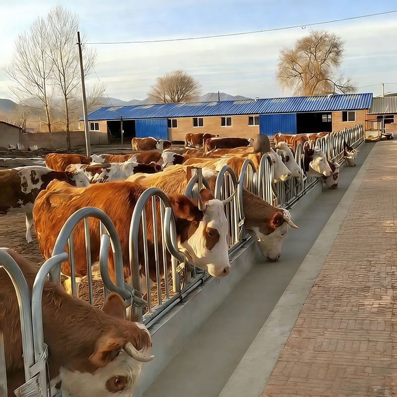 Hypotenuse Cattle Headlock Hypotenuse Cattle Headlock