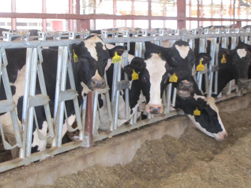 Cattle Headlock Feeder Cattle Headlock Feeder