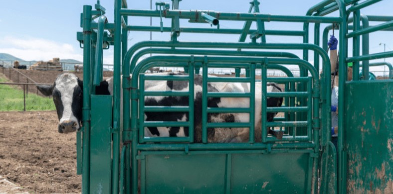 Manual Cattle Squeeze Chute Manual Cattle Squeeze Chute
