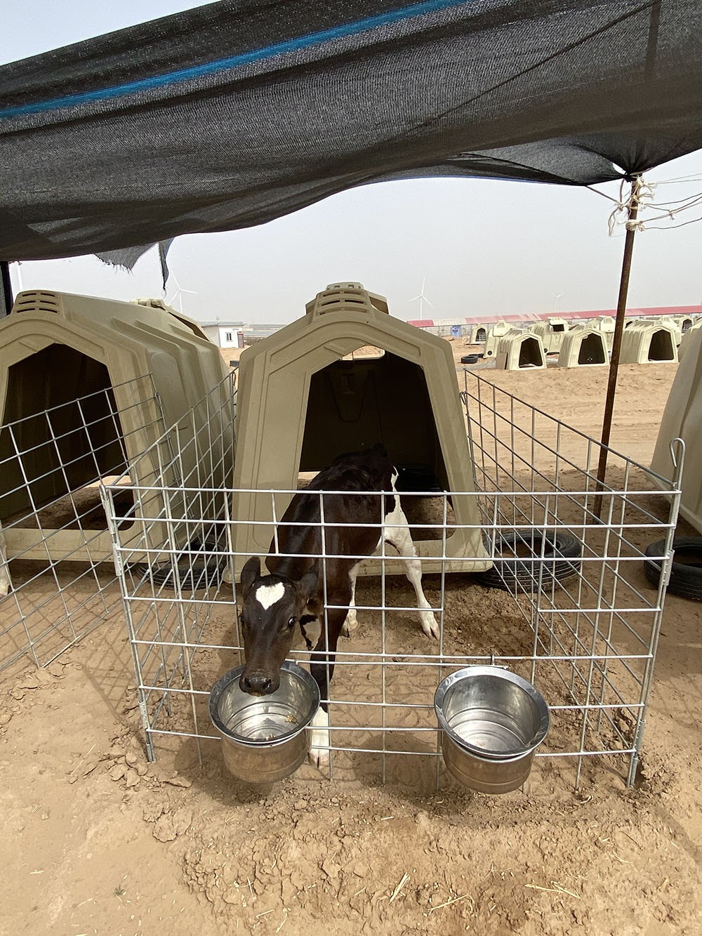 Outdoor Calf Housing Outdoor Calf Housing