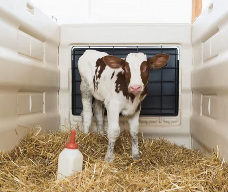 Indoor Calf Hutch Indoor Calf Hutch