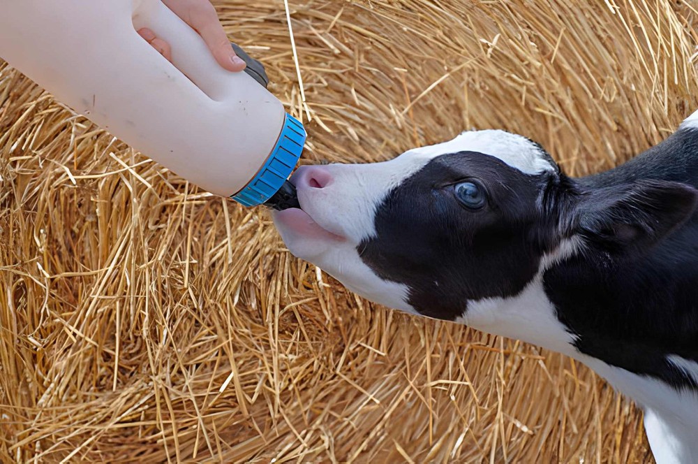 Calf Milk Feeding Bottle Calf Milk Feeding Bottle