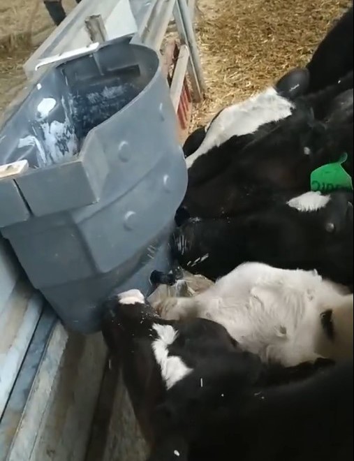 Calf Milk Feed Bucket Calf Milk Feed Bucket