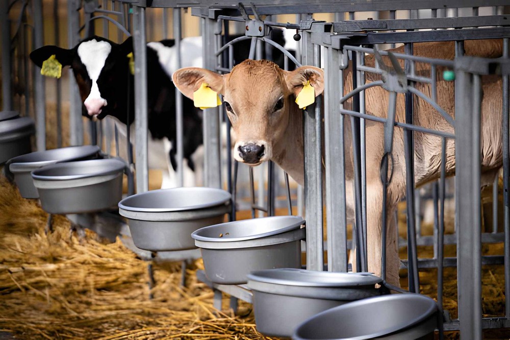 Individual Calf Pens Individual Calf Pens