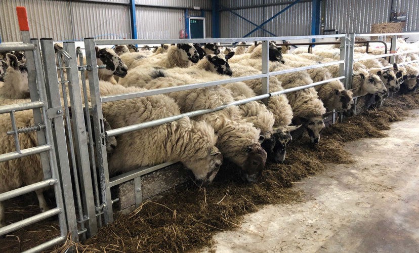 15ft Sheep Feed Barrier 15ft Sheep Feed Barrier